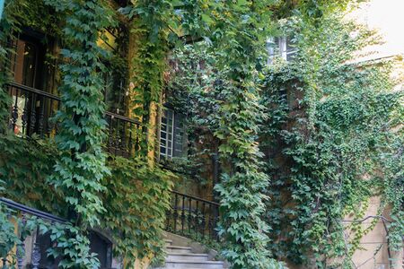 Climbing green plants on the facade of an old buildingの写真素材