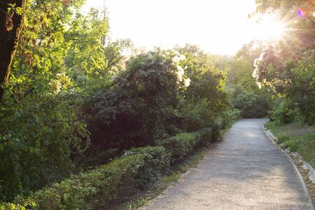 Beautiful green nature in the city during the day