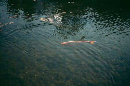A large accumulation of carps in a clear lakeの写真素材