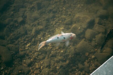 A large accumulation of carps in a clear lakeの写真素材