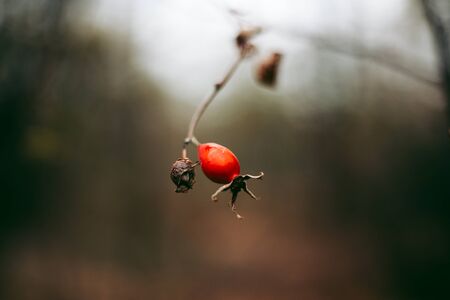 Rosehip bush in Pripyat in Chernobylの写真素材