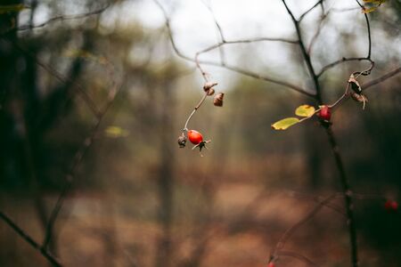 Rosehip bush in Pripyat in Chernobyl