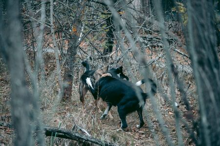 A stray dog ââin Pripyat in Chernobylの写真素材
