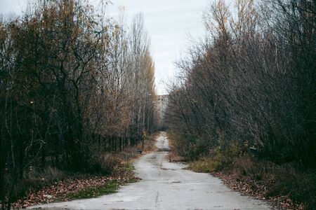 Autumn forest in Pripyat in Chernobylの写真素材