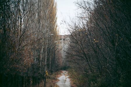 Autumn forest in Pripyat in Chernobyl