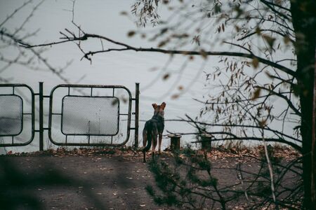 A stray dog ââin Pripyat in Chernobylの写真素材