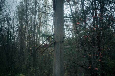 Autumn forest in Pripyat in Chernobylの写真素材