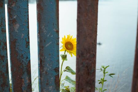 A sunflower peeks out from behind a blue rusty metal fenceの写真素材
