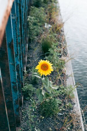 A sunflower peeks out from behind a blue rusty metal fenceの写真素材