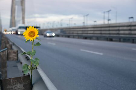 Lonely sunflower along the road in the background of carsの写真素材