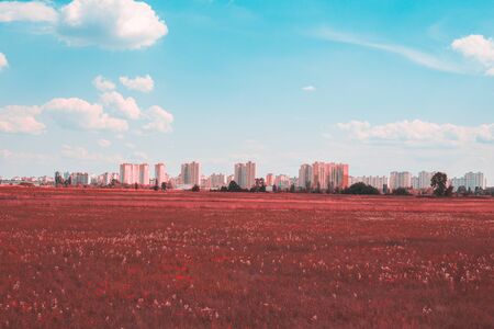 Pink summer field landscape in bright weatherの写真素材