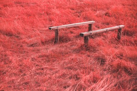 High pink grass background textureの写真素材