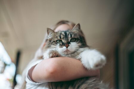 Little girl holding a fluffy cat in her armsの写真素材