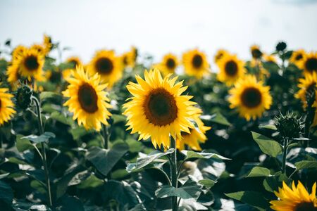 Sunflower field on a sunny day in summerの写真素材