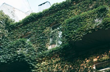 Climbing plants on the facade of the house