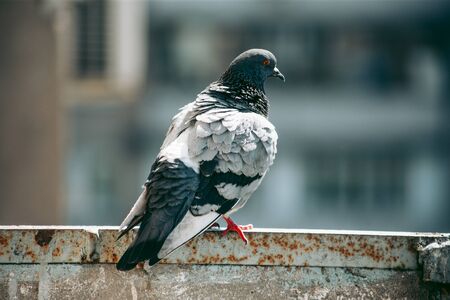 City pigeon sits on a fence in the streetの写真素材