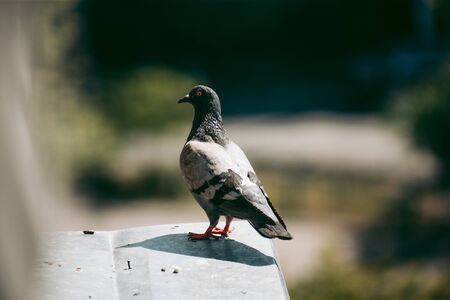 City pigeon sits on a fence in the streetの写真素材