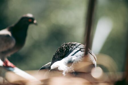 City pigeon sits on a fence in the streetの写真素材