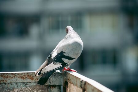 City pigeon sits on a fence in the streetの写真素材