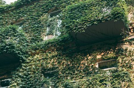 Climbing plants on the facade of the house