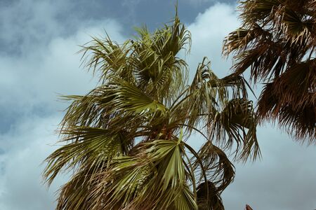 Palm trees on the beach in spain