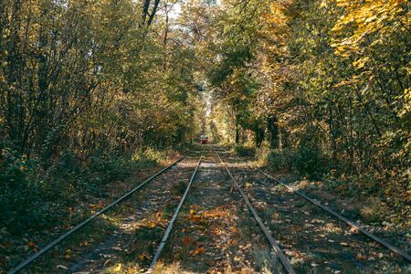 Rails for a train in the forest in autumnの写真素材