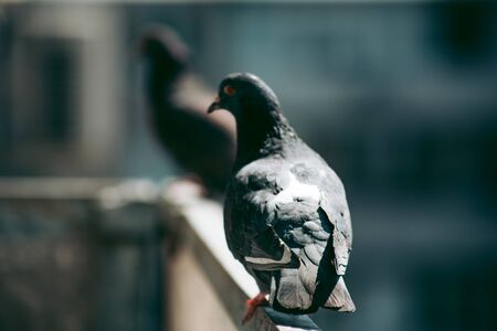 City pigeon sits on a fence in the street