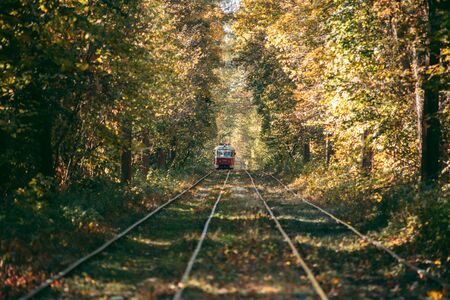 Old red tram in the autumn forestの写真素材