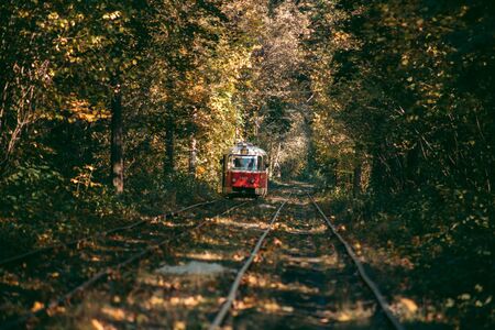 Old red tram in the autumn forestの写真素材