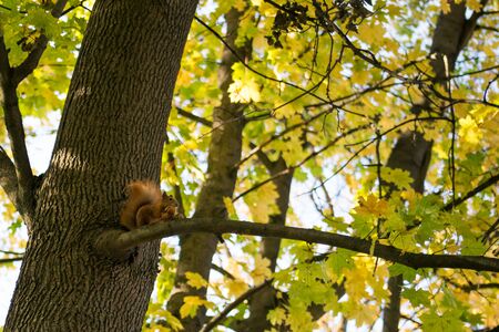 Red squirrel sits on a branch and eats a nut in the autumn forestの写真素材