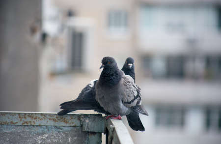 City pigeon sits on a fence in the street