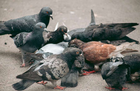 A flock of pigeons eats on the streetの写真素材