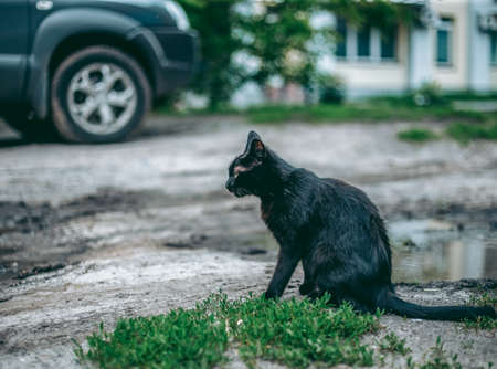 Homeless abandoned hungry and groomed catの写真素材