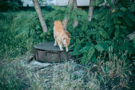 Homeless abandoned hungry and groomed catの写真素材