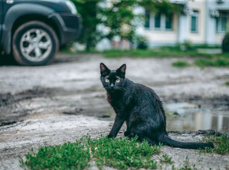 Homeless abandoned hungry and groomed catの写真素材