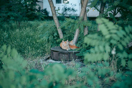 Homeless abandoned hungry and groomed cat