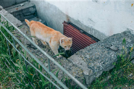 Homeless abandoned hungry and groomed catの写真素材