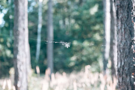 Beautiful wild eco environment near the cityの写真素材