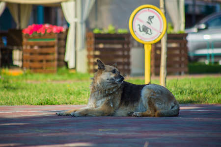 Stray hungry dog â€‹â€‹on the street