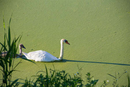 Swan family on a dirty green blooming lakeの写真素材