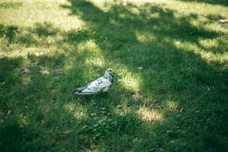 Hungry pigeon on the street in the cityの写真素材