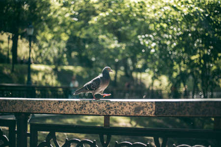 Hungry pigeon on the street in the cityの写真素材