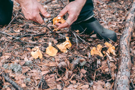 Edible mushroom in the hand of a man in the autumn forestの写真素材