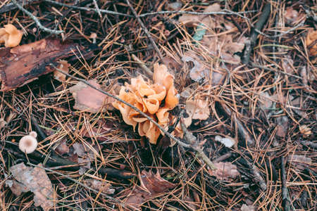 Mushroom close-up in autumn forest in grassの写真素材