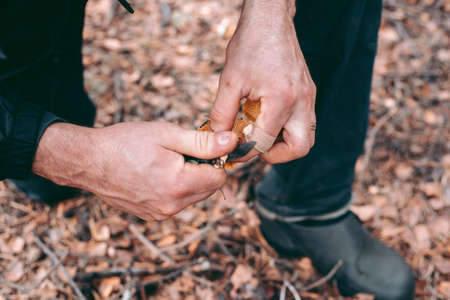 Edible mushroom in the hand of a man in the autumn forestの写真素材