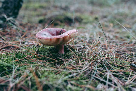 Mushroom close-up in autumn forest in grassの写真素材