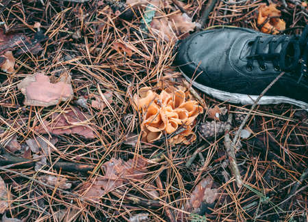 Mushroom close-up in autumn forest in grassの写真素材