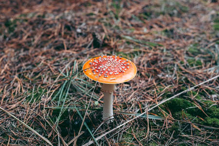 Amanita poisonous mushroom in the autumn forestの写真素材