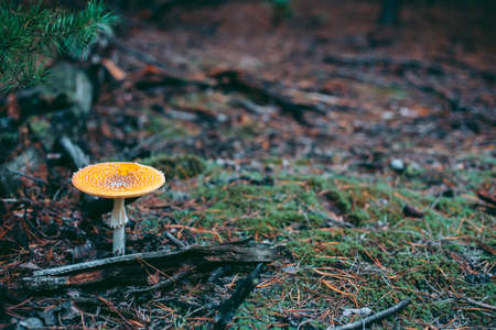 Amanita poisonous mushroom in the autumn forestの写真素材