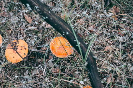 Amanita poisonous mushroom in the autumn forestの写真素材